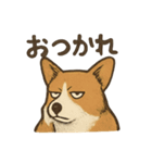 渋犬コーギー ポン（個別スタンプ：4）