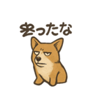 渋犬コーギー ポン（個別スタンプ：12）