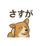 渋犬コーギー ポン（個別スタンプ：13）