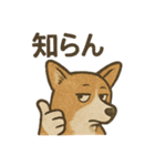 渋犬コーギー ポン（個別スタンプ：21）