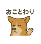 渋犬コーギー ポン（個別スタンプ：33）