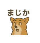 渋犬コーギー ポン（個別スタンプ：40）