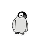 こコウテイペンギンのおすもちゃんこ（個別スタンプ：2）
