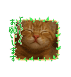 茶太郎のHappyDay（個別スタンプ：20）