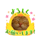 茶太郎のHappyDay（個別スタンプ：31）
