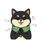 とある黒柴の日常（個別スタンプ：33）