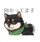 とある黒柴の日常（個別スタンプ：39）