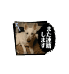 動くホワイトスイスシェパードPart4（個別スタンプ：1）