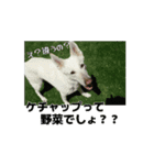 動くホワイトスイスシェパードPart4（個別スタンプ：2）