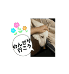 動くホワイトスイスシェパードPart4（個別スタンプ：4）