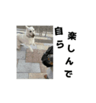 動くホワイトスイスシェパードPart4（個別スタンプ：5）