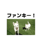 動くホワイトスイスシェパードPart4（個別スタンプ：6）