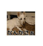 動くホワイトスイスシェパードPart4（個別スタンプ：7）