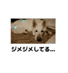 動くホワイトスイスシェパードPart4（個別スタンプ：9）