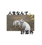 動くホワイトスイスシェパードPart4（個別スタンプ：13）