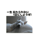 動くホワイトスイスシェパードPart4（個別スタンプ：14）