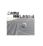 動くホワイトスイスシェパードPart4（個別スタンプ：15）