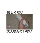 動くホワイトスイスシェパードPart4（個別スタンプ：16）