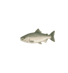 サクラマス海櫻まさこ（個別スタンプ：10）