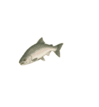サクラマス海櫻まさこ（個別スタンプ：11）