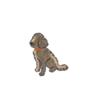 びっくりおめめのわんこたち（個別スタンプ：1）