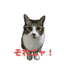 キジトラ猫の日常会話（個別スタンプ：1）