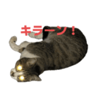 キジトラ猫の日常会話（個別スタンプ：3）