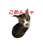 キジトラ猫の日常会話（個別スタンプ：4）
