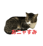 キジトラ猫の日常会話（個別スタンプ：5）