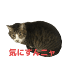 キジトラ猫の日常会話（個別スタンプ：7）