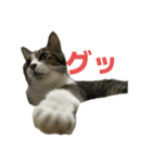 キジトラ猫の日常会話（個別スタンプ：9）