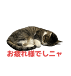 キジトラ猫の日常会話（個別スタンプ：10）