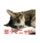 キジトラ猫の日常会話（個別スタンプ：11）