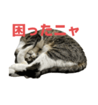 キジトラ猫の日常会話（個別スタンプ：12）