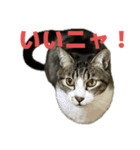 キジトラ猫の日常会話（個別スタンプ：13）