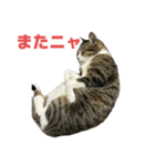キジトラ猫の日常会話（個別スタンプ：14）