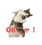 キジトラ猫の日常会話（個別スタンプ：15）