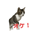 キジトラ猫の日常会話（個別スタンプ：16）
