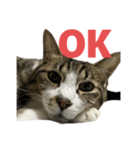 キジトラ猫の日常会話（個別スタンプ：17）
