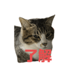 キジトラ猫の日常会話（個別スタンプ：18）