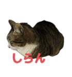 キジトラ猫の日常会話（個別スタンプ：19）