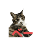 キジトラ猫の日常会話（個別スタンプ：20）