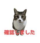 キジトラ猫の日常会話（個別スタンプ：21）