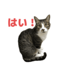 キジトラ猫の日常会話（個別スタンプ：22）