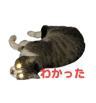 キジトラ猫の日常会話（個別スタンプ：23）