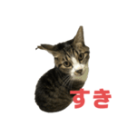 キジトラ猫の日常会話（個別スタンプ：24）