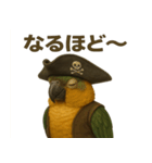 シュールな海賊の鳥のスタンプ 002（個別スタンプ：34）