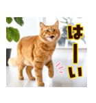 ねこ写真❤ポップで見やすい日常会話 3（個別スタンプ：1）