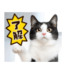 ねこ写真❤ポップで見やすい日常会話 3（個別スタンプ：2）