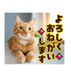 ねこ写真❤ポップで見やすい日常会話 3（個別スタンプ：4）